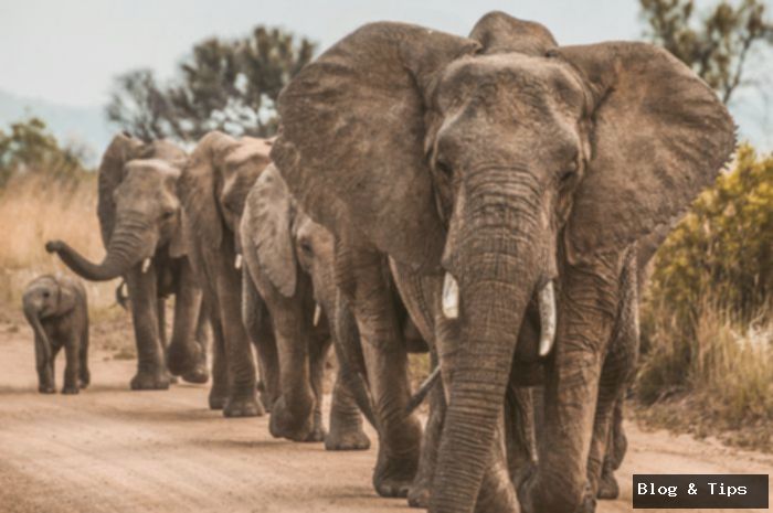 Mimpi Dikejar Gajah: 5 Arti Tersembunyi, Pertanda Baik atau Buruk?