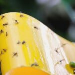 7 Cara Mengusir Lalat Buah dari Rumah
