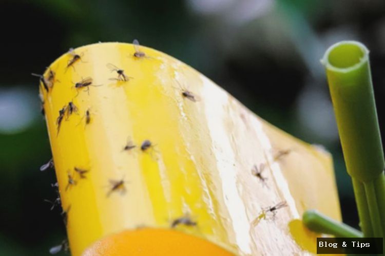 7 Cara Mengusir Lalat Buah dari Rumah