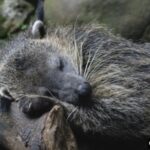 Binturong: Rahasia Aroma Popcorn Unik dari Hewan Ini Terungkap!