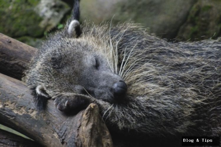 Binturong: Rahasia Aroma Popcorn Unik dari Hewan Ini Terungkap!