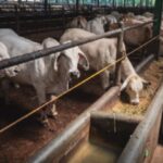 Kuota Impor Sapi Dibebaskan: Apa Untung Ruginya? Ini Analisisnya!