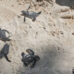 7 Destinasi Wisata di Karimunjawa, Cocok Untuk Liburan Sekolah