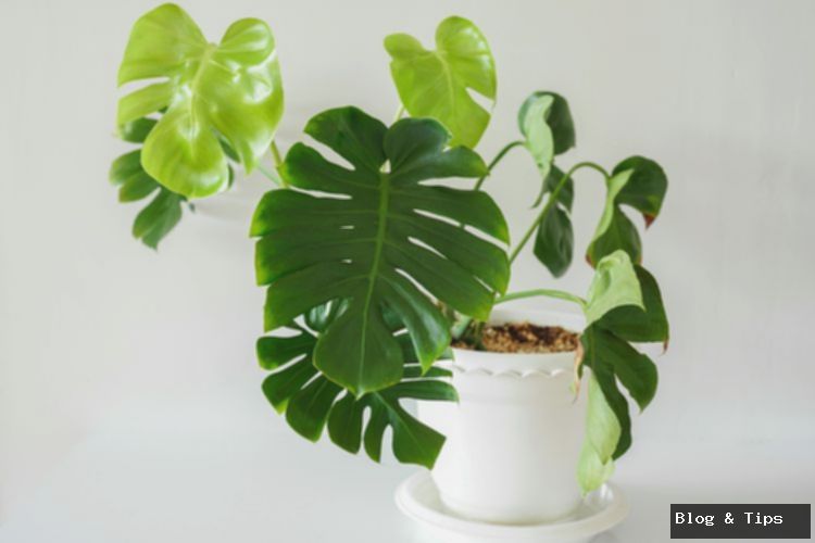 Monstera Deliciosa: 5 Posisi Terbaik di Rumah Menurut Feng Shui!