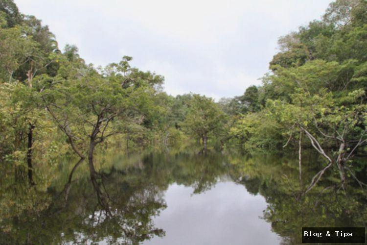 Wisata Hutan Amazon Brasil, Ini Ragam Aktivitas yang Bisa Dicoba